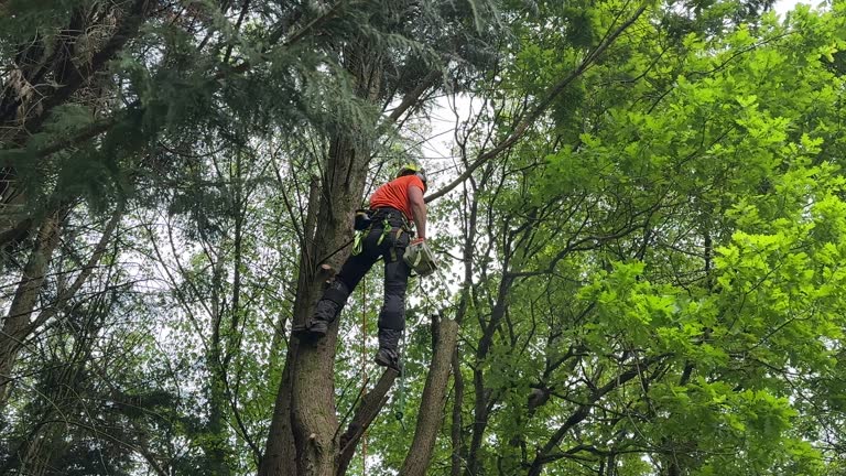 Professional Tree Removal in Farmville, NC